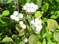 2006-1013whiteberry